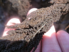 Callithamnion pikeanum