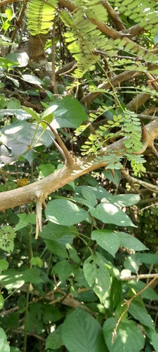 Image of Dalbergia armata by (c) Rosemary Harrison, some rights reserved (CC BY-SA)