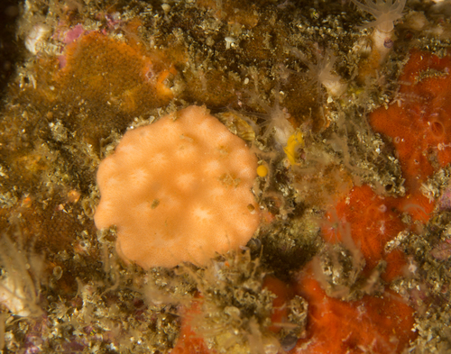 Calyptotheca observed 2023-11-24