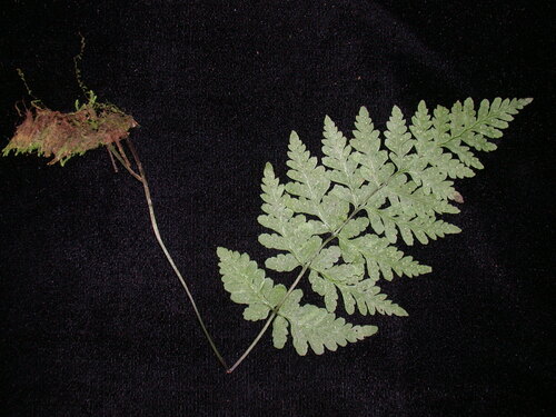 Cystopteris douglasii observed 2006-04-12