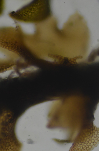 Image of Four-Fingered Pawwort (Schljakovianthus quadrilobus) by no rights reserved