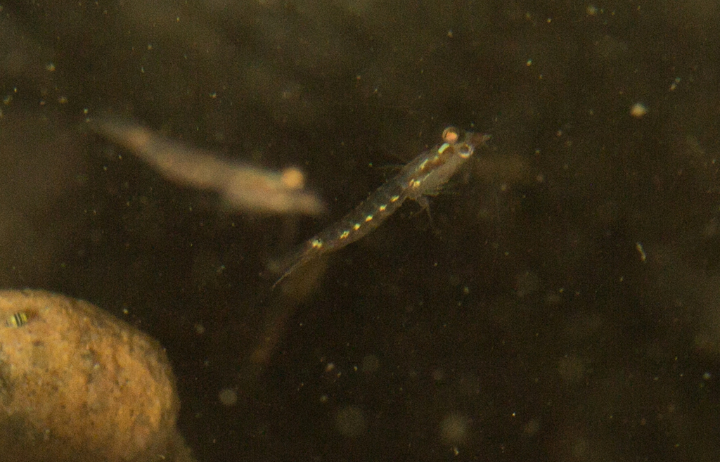 Mysidae from City of Cape Town, ZAWC, ZA on November 24, 2023 at 1015