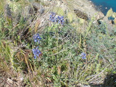 Lupinus guadalupensis