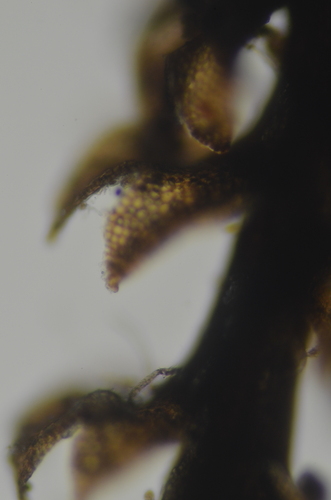 Image of Four-Fingered Pawwort (Schljakovianthus quadrilobus) by no rights reserved