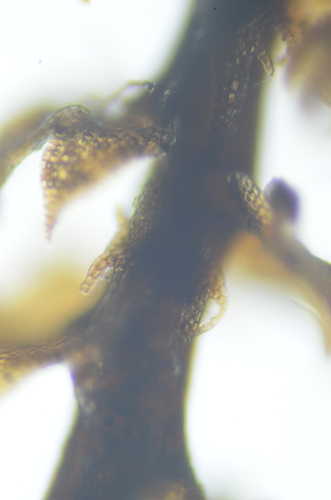 Image of Four-Fingered Pawwort (Schljakovianthus quadrilobus) by no rights reserved