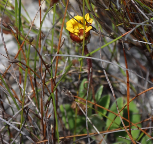 Narrowleaf African Daisy (Arctotis angustifolia)