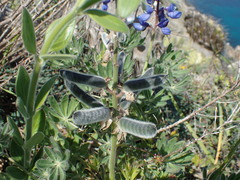 Lupinus guadalupensis
