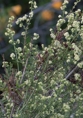 Galium angustifolium