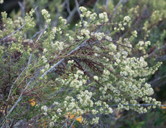 Galium angustifolium