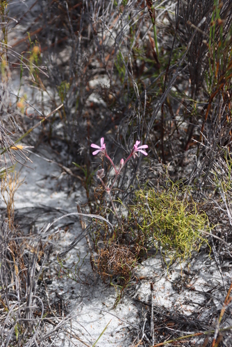 Image of Pelargonium psammophilum by (c) Tony Rebelo, some rights reserved (CC BY-SA)
