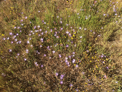 Brodiaea terrestris
