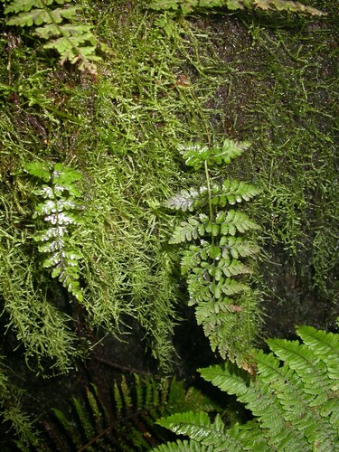 Cystopteris douglasii observed 2008-10-23