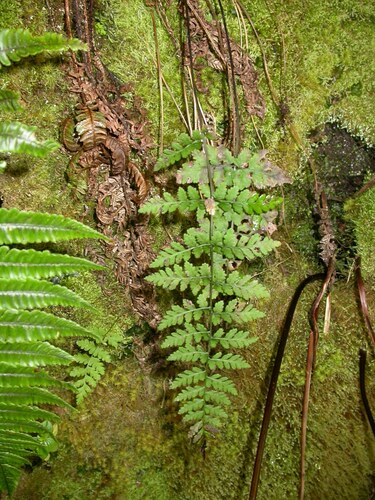 Cystopteris douglasii