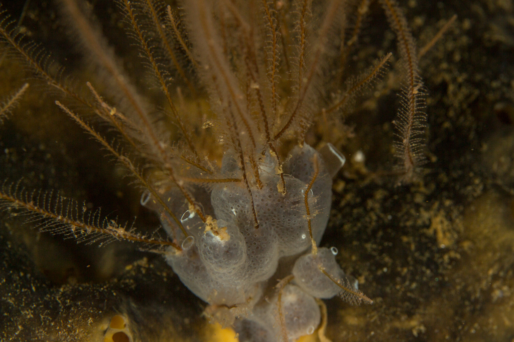 encrusting turret sponge from City of Cape Town, ZAWC, ZA on November