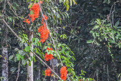 Mucuna bennettii, photograph (c) Jay Pruett, some rights reserved (CC BY)