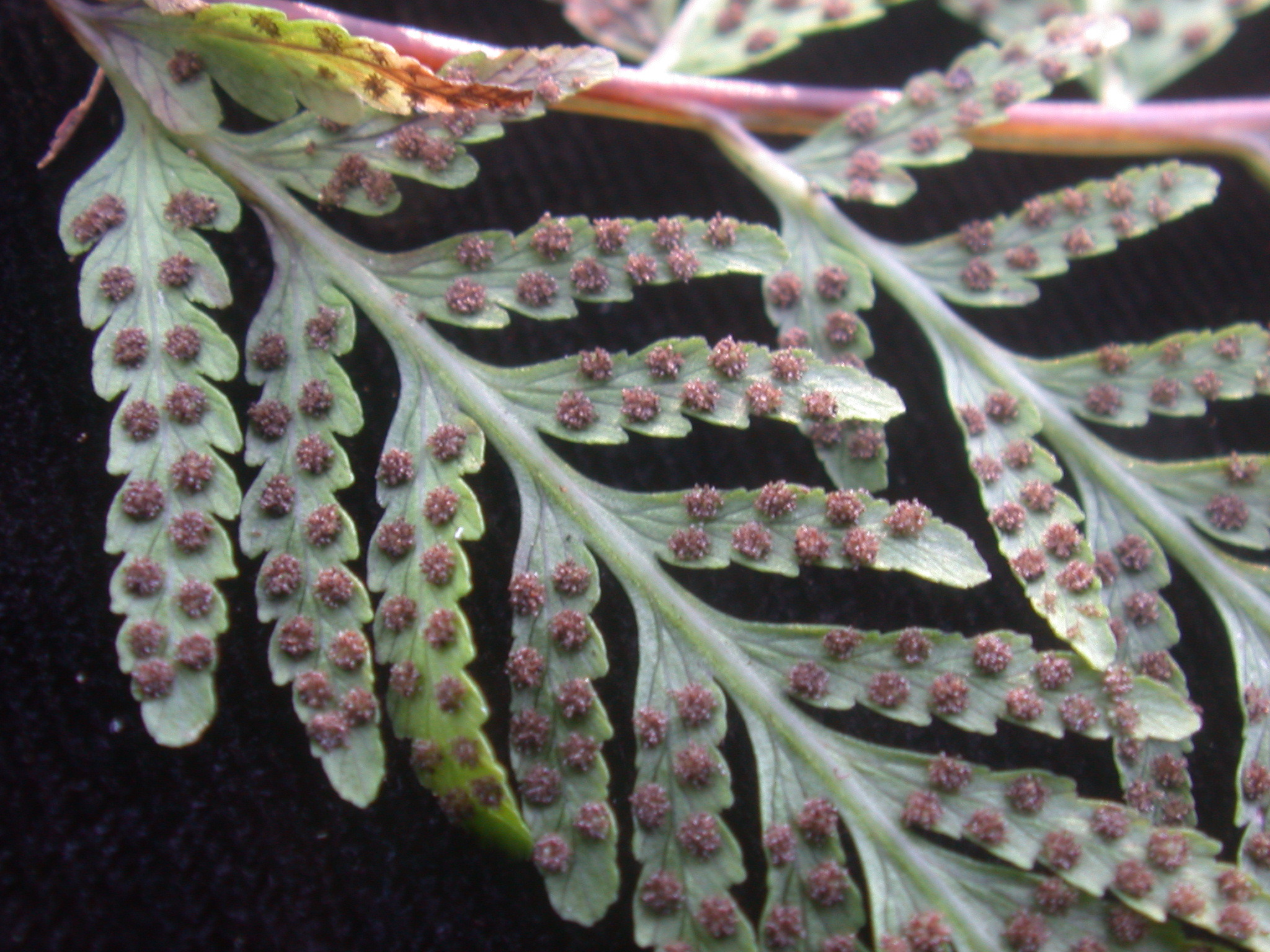 Cystopteris sandwicensis