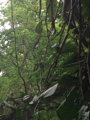 Tolmomyias sulphurescens