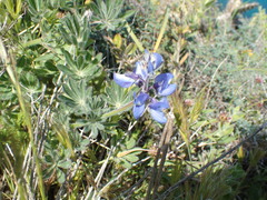 Lupinus guadalupensis