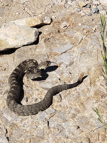 Eastern Black-tailed Rattlesnake