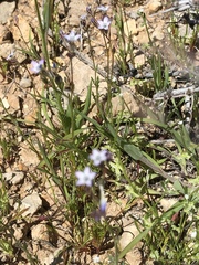Gilia transmontana