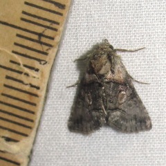 Abrostola microvalis