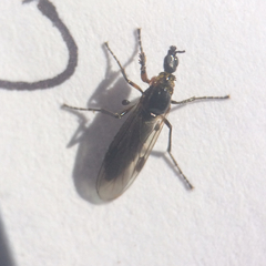 Dilophus strigilatus