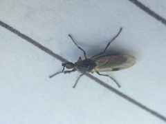 Dilophus strigilatus