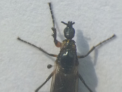Dilophus strigilatus