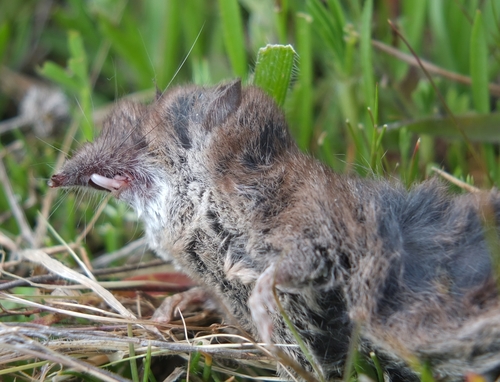Crocidura pachyura