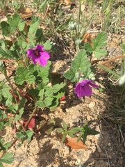 Erodium texanum