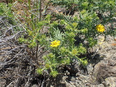 Deinandra clementina