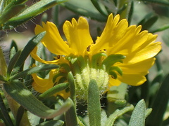 Deinandra clementina