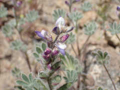 Lupinus concinnus
