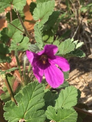 Erodium texanum