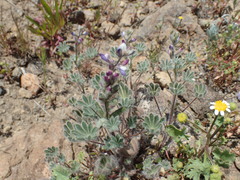 Lupinus concinnus