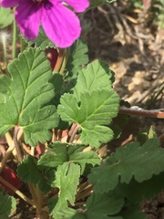Erodium texanum