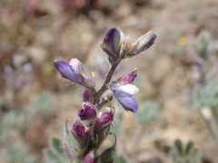 Lupinus concinnus