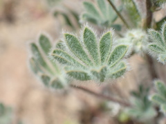 Lupinus concinnus
