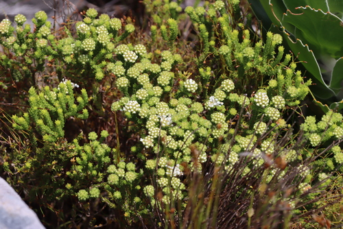 Image of Agathosma imbricata by (c) Tony Rebelo, some rights reserved (CC BY-SA)