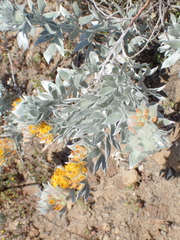Acmispon argophyllus adsurgens