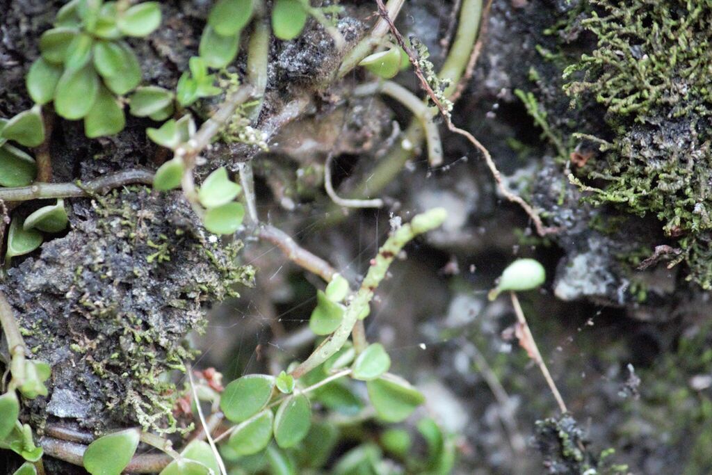 Fabronia eckloniana