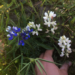 Lupinus nanus