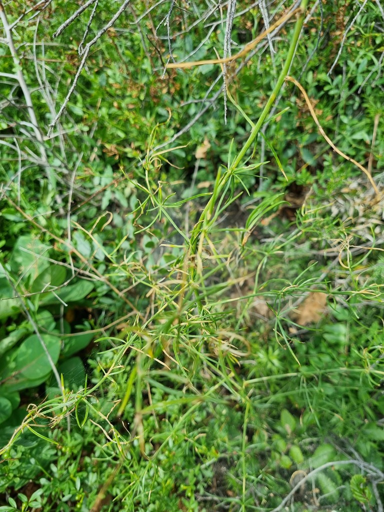Asparagus verticillatus; photograph Alexander Dashkov, CC BY, iNaturalist via GBIF