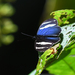 Heliconius congener congener - Photo (c) Josh Vandermeulen, alguns direitos reservados (CC BY-NC-ND), uploaded by Josh Vandermeulen