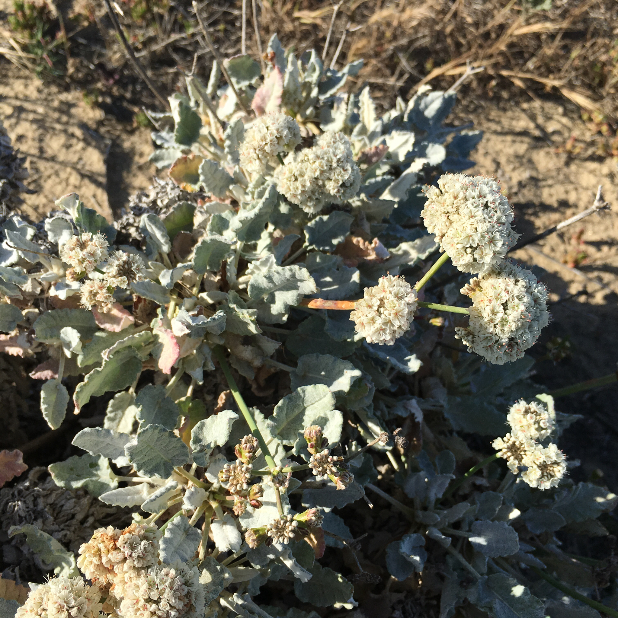 Eriogonum grande var. timorum