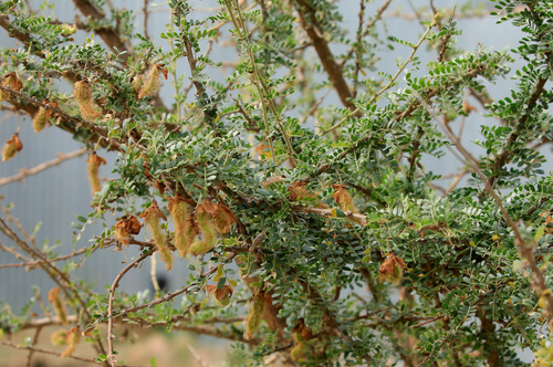 Image of Ormocarpum trichocarpum by (c) Wynand Uys, some rights reserved (CC BY)