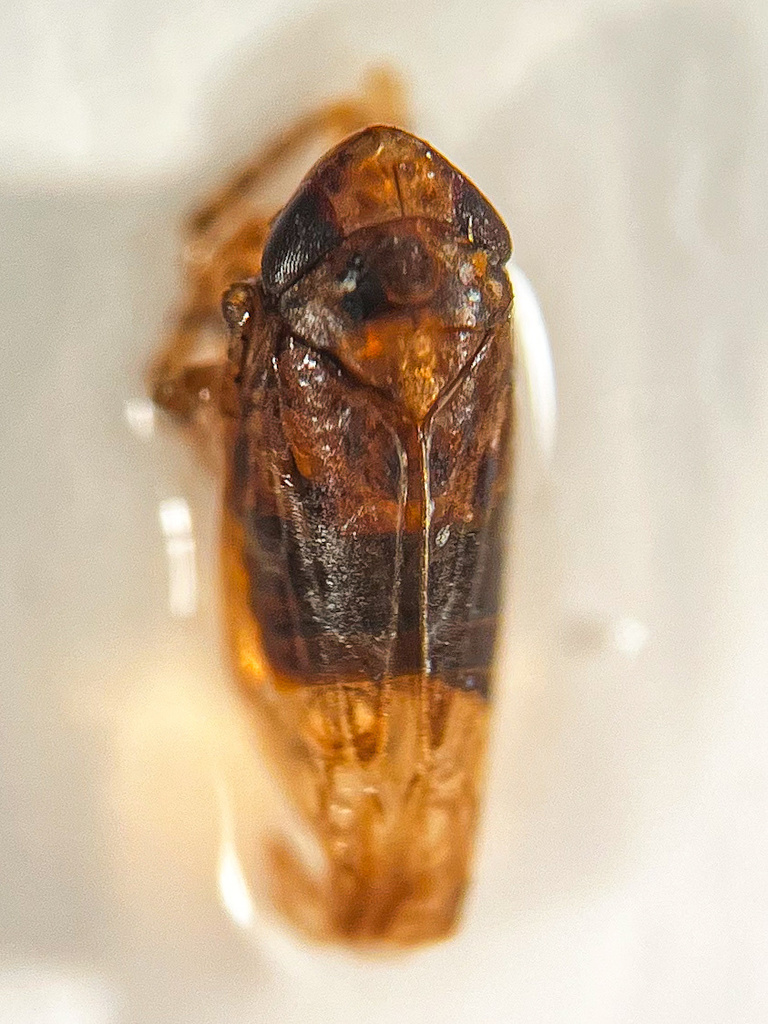 Maiestas horvathi