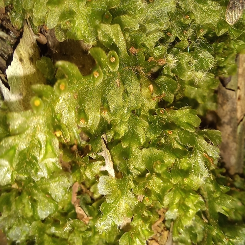 Image of Trichomanes polypodioides by (c) Patrícia Mees, some rights reserved (CC BY)