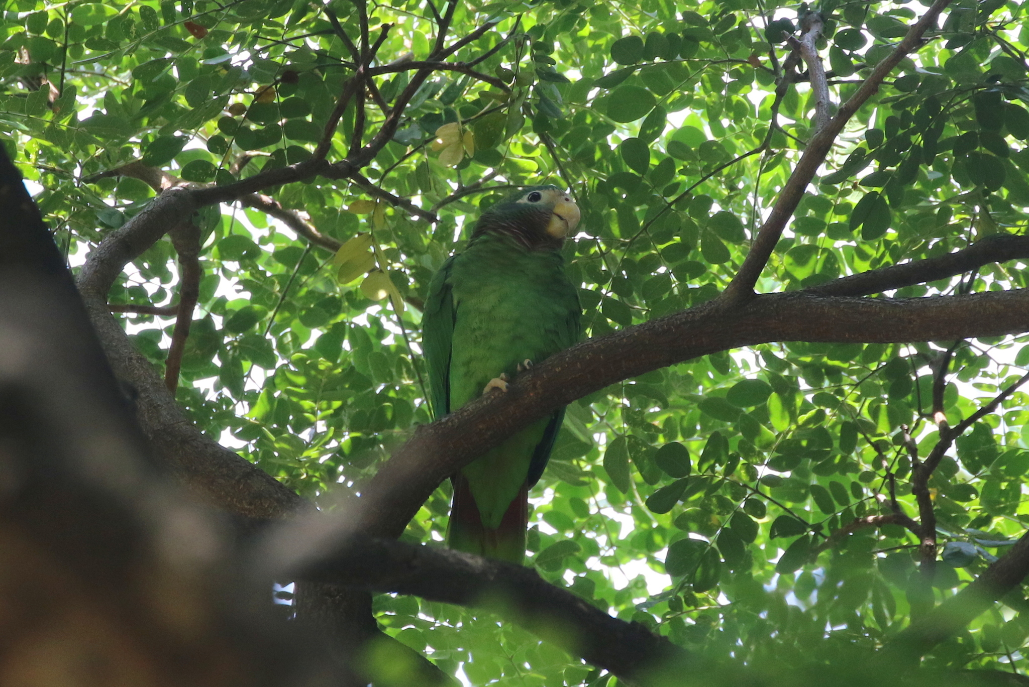 Yellow-billed Amazon (Amazona collaria), photo 3