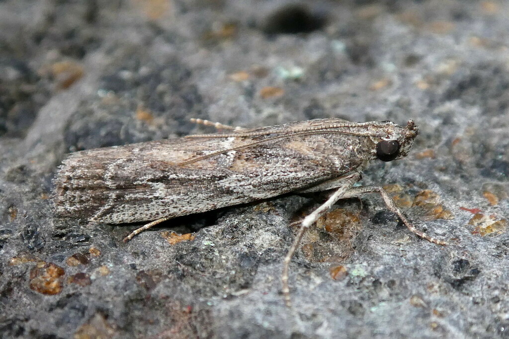 Pempeliella canariella